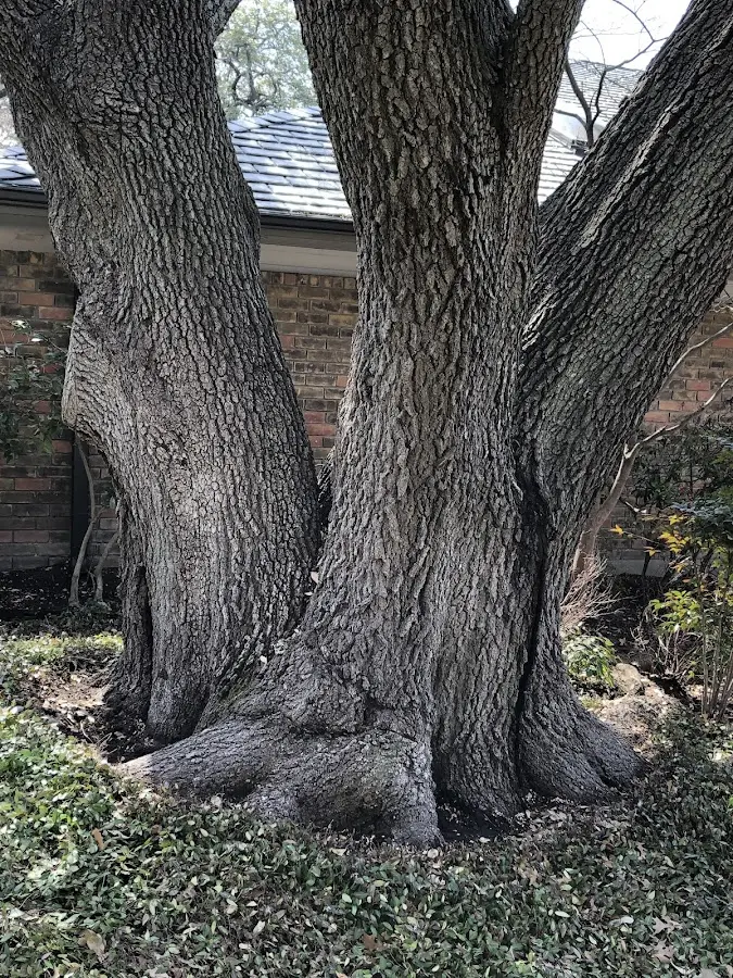 Mature heritage tree close to a Applegate property cared for by certified arborists